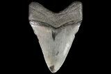 Fossil Megalodon Tooth - Georgia #76497-1